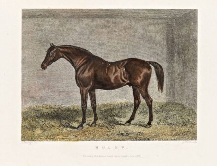 12. tétel,  Muley