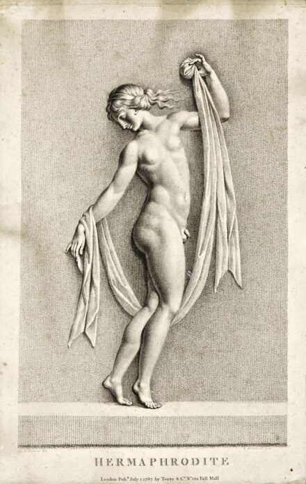 2. tétel,  Hermafrodita