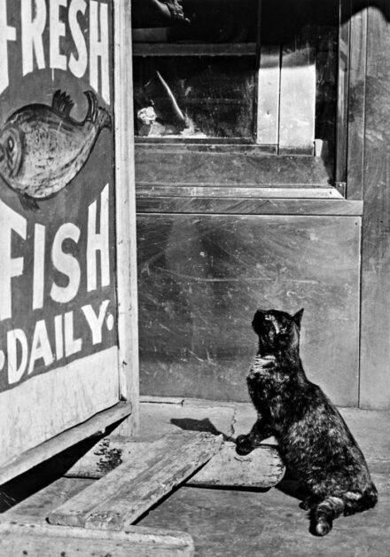 224. tétel, Fresh Fish