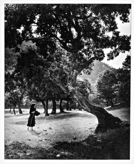 208. tétel, Vándor, 1959