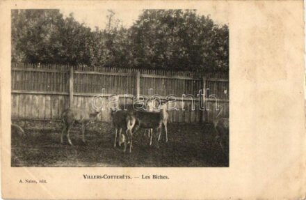 'Villers-Cottertes - Les Biches' / Hinds, deer (EK)