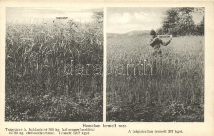 Homokon termelt rozs, trágyázatlan és trágyázott termőföld, szuperfoszfát reklám, mezőgazdasági propaganda lap / Agricultural propaganda card, superphosphate advertisement, rye production