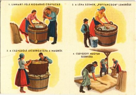 Linhart-féle kosaras csávázás. A léha szemek, 'puffancsok' lemérése. A csávázólé lecsurgatása a magról. Csávázott magvak szárítása / Hungarian agricultural propaganda, seed treatment
