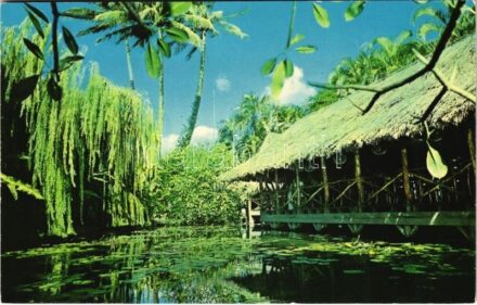 Honolulu (Hawaii), the willows, photo
