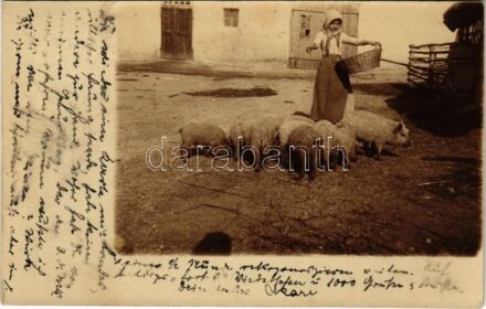 1905 Várpalota, malacok etetése. photo (EK)