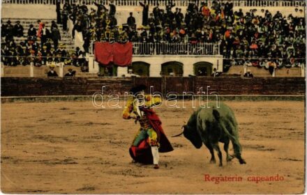 Regaterin capeando / Bull fight (tear)