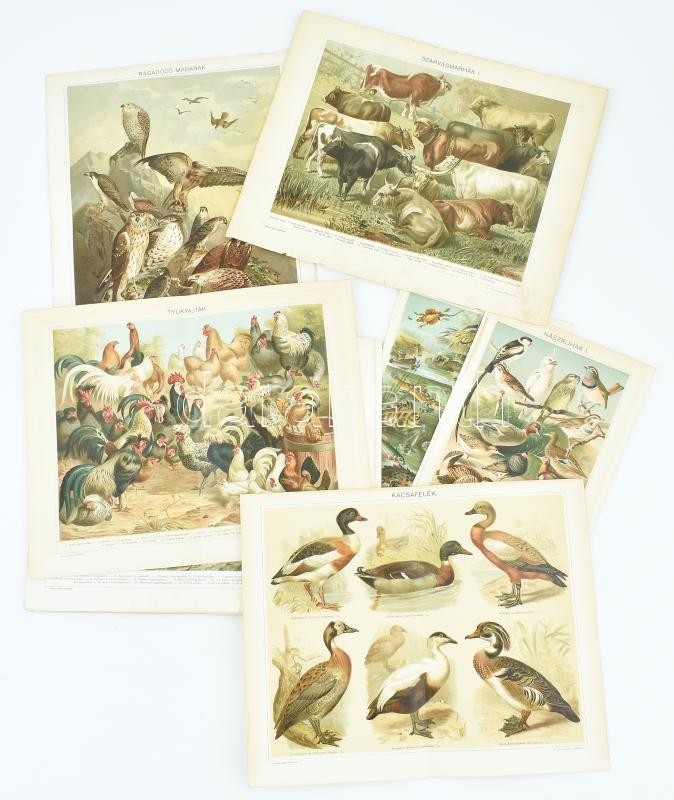 cca 1896 Vegyes litografált metszet tétel, 9 db, nagyrészt madarak, de közte halak/hüllők és szarvasmarhák is, Bp., Pallas Nagy Lexikona, közte foltos is, 23x15 cm és 23x30 cm közötti méretben
