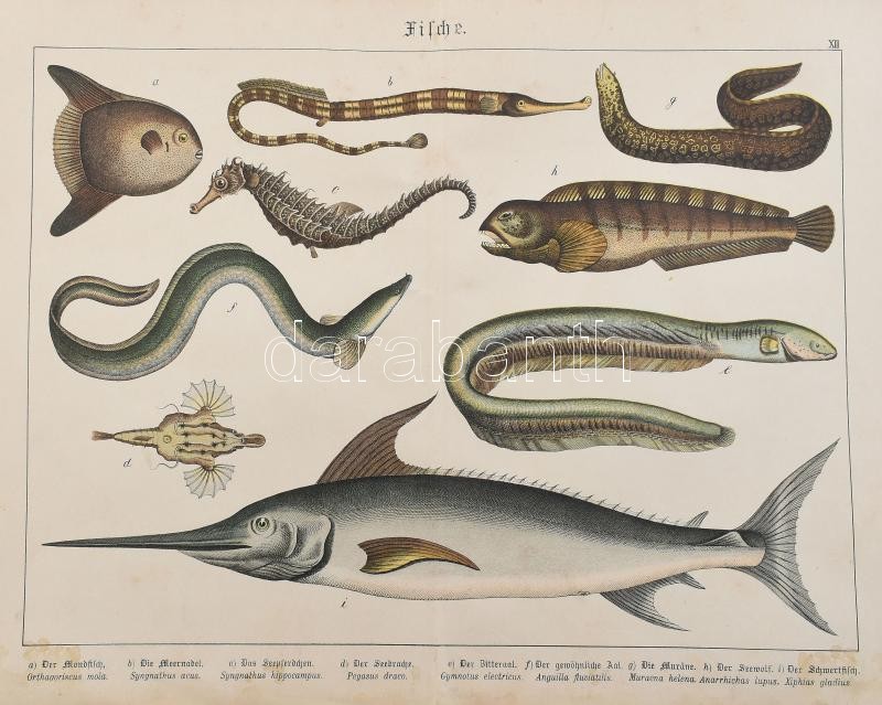 Vegyes élővilágos metszet tétel, rajta halakkal, tengeri emlősökkel, 12 db, színes litográfiák, 32x42 cm - Image 2