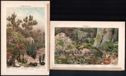 cca 1900 Tájak, növények 9 db litho és fametszetű tábla 24x15 cm