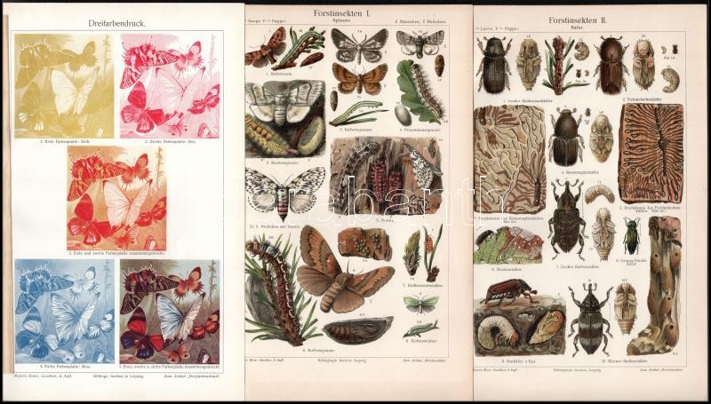 cca 1900 Állatok 10 db dekoratív litho tábla 24x15 cm