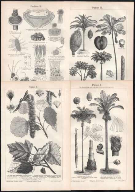 cca 1900 Növények 12 db litho és fametszetű tábla 24x15 cm