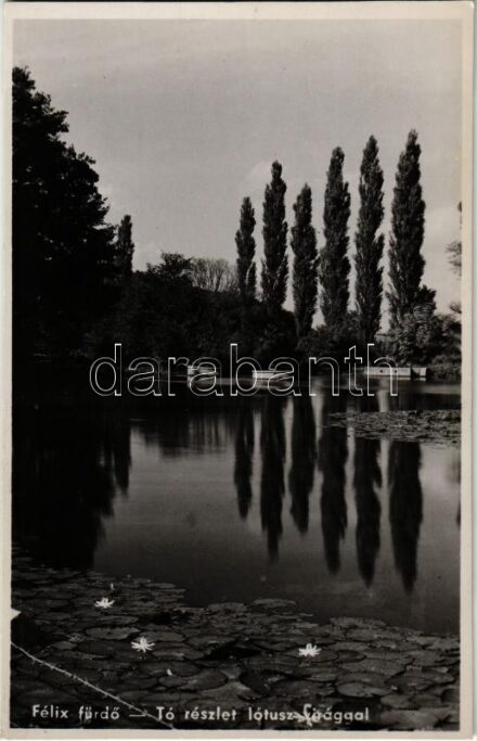 Félixfürdő, Baile Felix; Tó részlet lótuszvirággal / lake