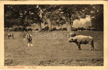 Aus Siebenbürgen, Der Sieger, Büffelstudien. Greiner, Zeiden / Erdélyi bivaly csorda / Transylvanian folklore, buffalos (EK)