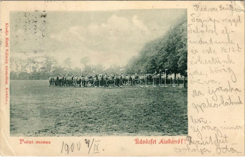1900 Kisbér, Pulai ménes. Haftl Kálmán kiadása (szakadás / tear)
