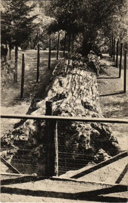 California, Petrified Redwood Forest, Queen of the Forest