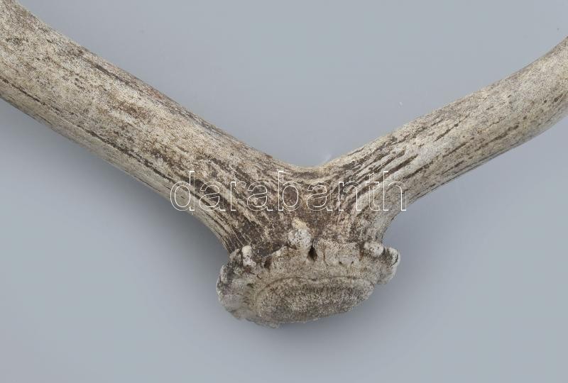 Dámszarvas agancs, h: 41 cm - Image 2