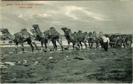 1909 South Australia, Camel Team in Flooded Country (EB)