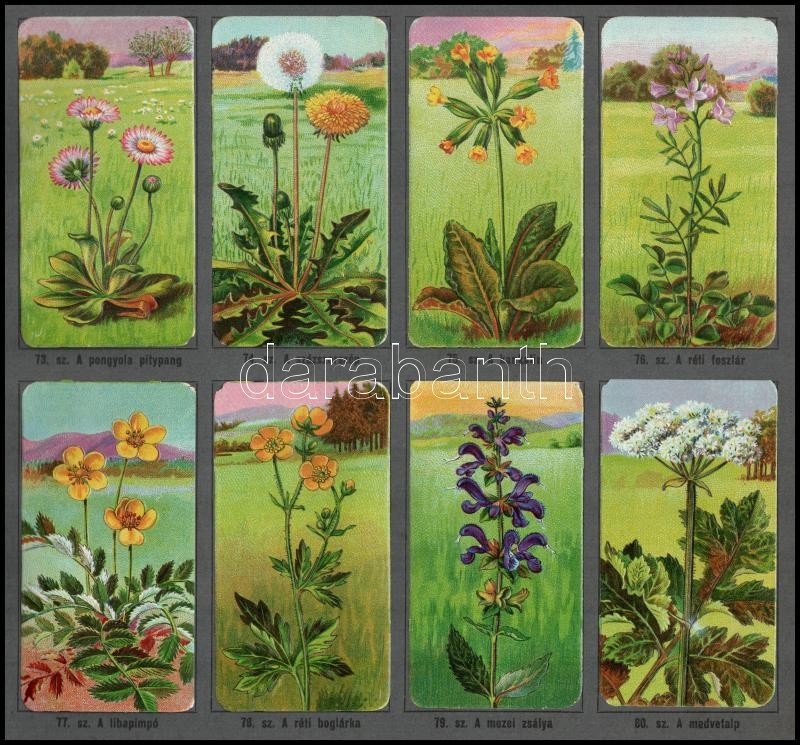 Stühmer. Növénytani képek. C album. Bp., é.n. Zahler Breuer. 6-6 levélen, 48-48 beragasztott, színes növény képpel. Teljes albumok. Fűzve, haránt alakú kiadói kartonborítókban. 28×32,3 cm. - Image 3