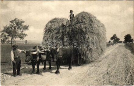 Bivaly szekér / folklore, buffalo cart