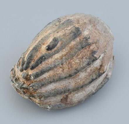 Gyapjas mamutfog, 10x8cm