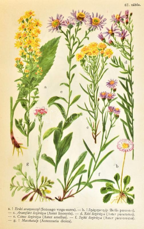 Jávorka Sándor-Csapody Vera: Erdő mező virágai. A magyar flóra színes kis atlasza. Függelék: Az északi-Kárpátok virágai. Bp., 1958, Mezőgazdasági Kiadó, 208 p.+120 (színes és fekete-fehér táblák) t. Harmadik, javított kiadás. - Image 2