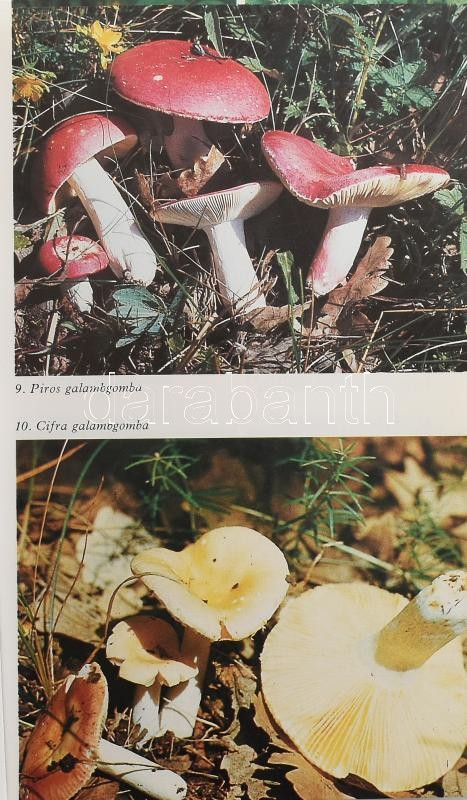 Kalmár Zoltán - Makara György - Rimóczi Imre: Gombászkönyv. Bp., 1989, Natura. Színes fotókkal illusztrált. Kiadói kartonált papírkötésben, a fotóknál több kijáró lappal. - Image 2