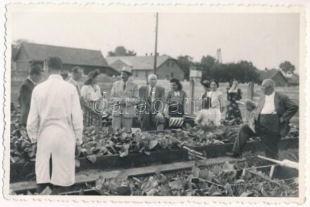 Ismeretlen település, növénynemesítő telep (?). photo (ragasztónyom / gluemark)