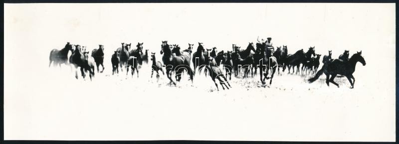 1964 Markó Ödön (1920-1984) győri fotóművész hagyatékából vintage fotóművészeti alkotás, pecséttel jelzett (A megvadult ménes), 8,6x24,1 cm