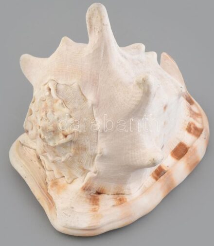 Nagyméretű tengeri sisakcsiga ház, 20x15,5x16,5 cm