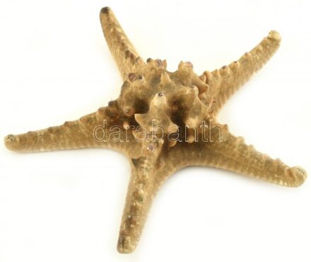 Tengeri csillag, d:25cm