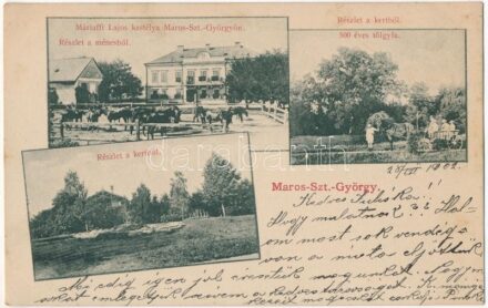 1902 Marosszentgyörgy, Sangeorgiu de Mures, Sangeorgiul-Roman; Máriaffi Lajos kastélya, ménes, kert, 500 éves tölgyfa / castle, stud farm, garden, 500 years old oak tree (fl)
