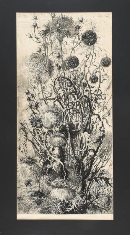 Hertay Mária (1932-2018): Bogáncs. Rézkarc, papír, jelzett, számozott (87/100). Paszpartuban. 62x29 cm