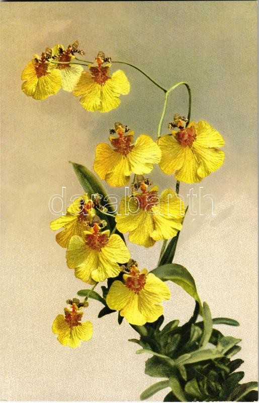Oncidium varicosum Rogersii. Photochrome Serie 533. No. 1072.