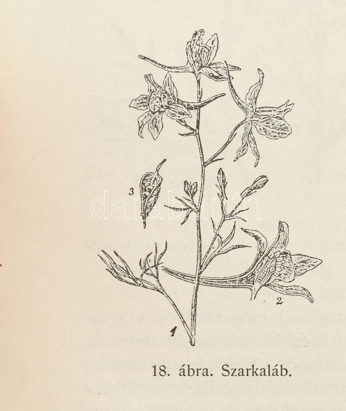 Dr. Páter Béla: A vadon termő gyógynövények. 74 ábrával Bp., 1912. Pátria. Kiadói, restaurált egészvászon kötésben. 147 p . + (5) p. reklámok. Ritka! - Image 3