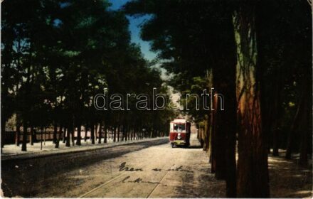 1917 Debrecen, Nagyerdői fasor, villamos (EK)