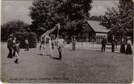 Dublin, Giraffe and Sudanese Attendant at the Dublin Zoo (worn corners)