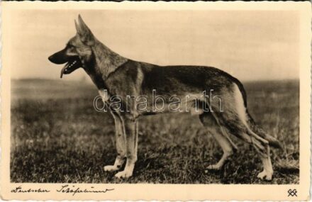 1939 Deutscher Schäferhund / German Shepherd dog