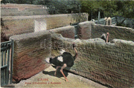 Caire, Cairo; Place d'Autruches a Matarieh / ostrich farm