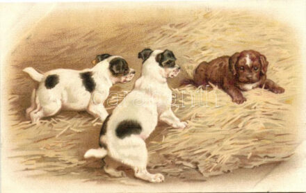 Dogs, G.O.M. 2429. litho (EB)