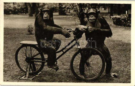 Budapest XIV. Állatkert, kerékpározni tanuló csimpánzok