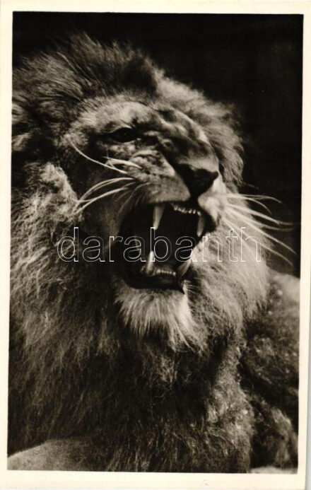 Budapest XIV. Állatkert, Öreg Oroszlán