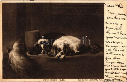 Cavaliers Pets, dogs (EK)