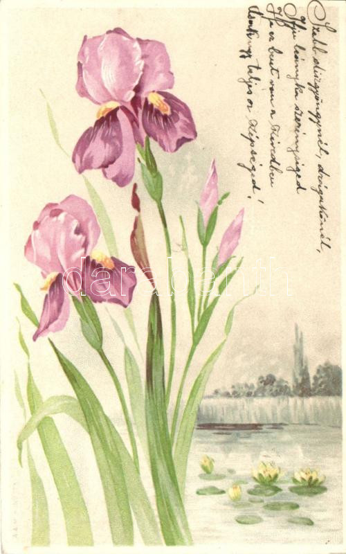 Flowers, Lilium, litho, A. & M.B. No. 173