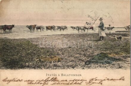 Balaton vidéke, Itatás a Balatonban, gulya. D. K. F. E. 904. (EK)