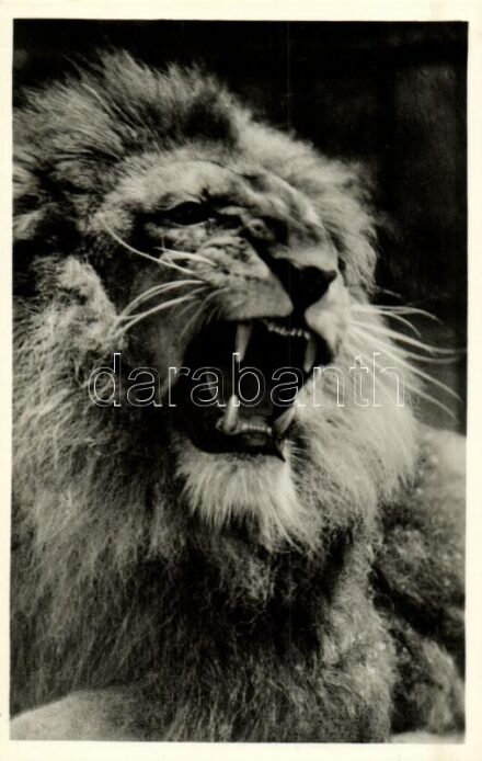 Öreg oroszlán, Kiadja Budapest székesfőváros állat- és növénykertje / Old lion, Budapest Zoo