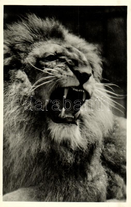 Öreg oroszlán, Kiadja Budapest székesfőváros állat- és növénykertje / Old lion, Budapest Zoo