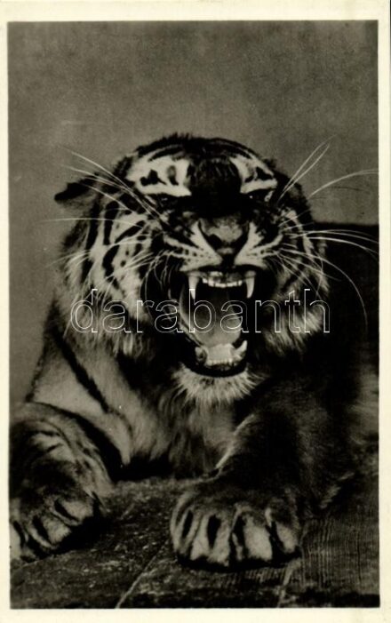 Szibériai tigris, Kiadja Budapest székesfőváros állat- és növénykertje / Siberian tiger, Budapest Zoo