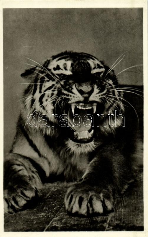 Szibériai tigris, Kiadja Budapest székesfőváros állat- és növénykertje / Siberian tiger, Budapest Zoo