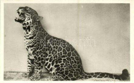 Jaguár, Kiadja Budapest székesfőváros állat- és növénykertje / Jaguar, Budapest Zoo