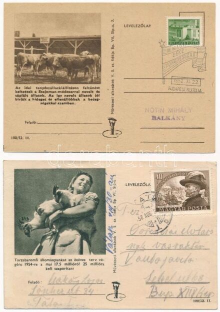 Magyar szocreál munkás propaganda: törzsbaromfi állományunk növekedése, Stejnman módszerrel nevelt és táplált marhák - 2 db modern képeslap (Művészeti Alkotások)